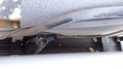 Sivas’ta bir apartmanın dış cephesindeki klima havalandırmasına sıkışan güvercin, itfaiye