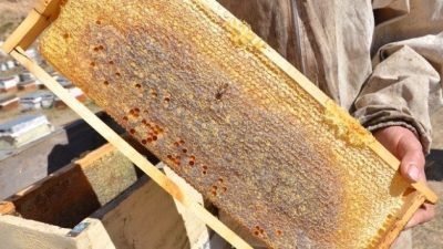 Erzincan’ın Tercan ilçesinde geniş ve zengin bitki örtüsüne sahip yaylalarda