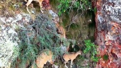 Torul Kalesi’nin sarp kayalıklarındaki yaban keçileri dron kamerasına yansıdı. Gümüşhane’nin