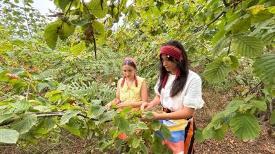 Trabzon’un Arsin ilçesinde yetişen coğrafi işaret tescilli foşa fındığının hasadına