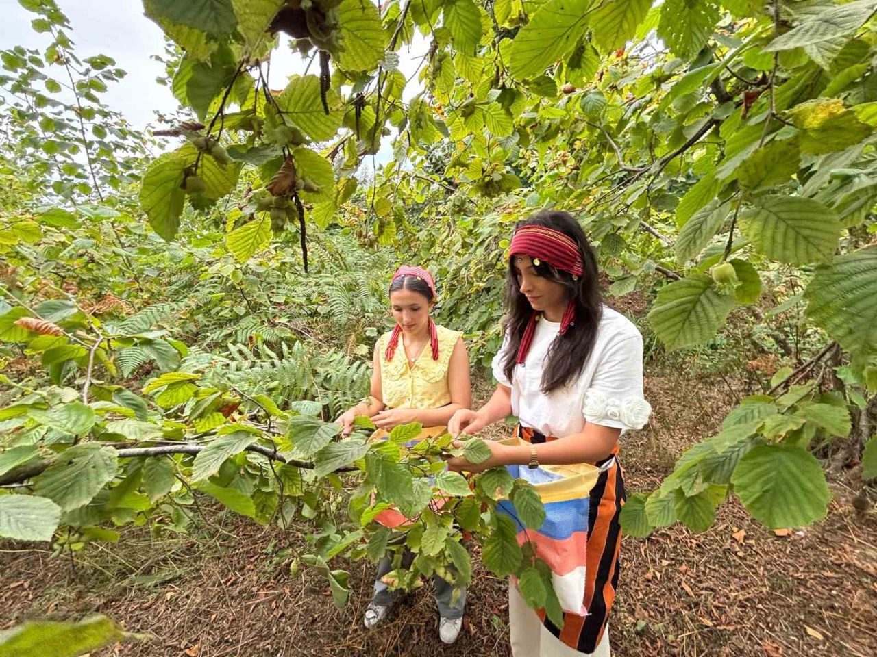 Trabzon’un Arsin ilçesinde yetişen coğrafi işaret tescilli foşa fındığının hasadına