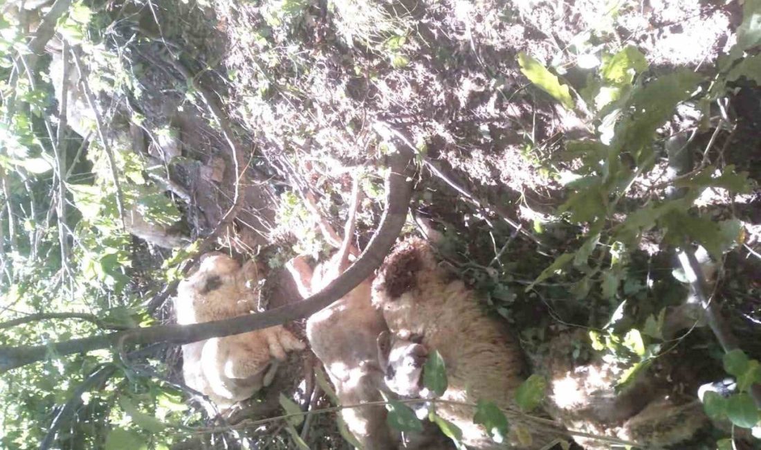 Tunceli’nin Ovacık ilçesinde kurt saldırısı sonucu oluşan izdihamda 30 koyun