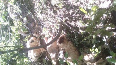 Tunceli’nin Ovacık ilçesinde kurt saldırısı sonucu oluşan izdihamda 30 koyun