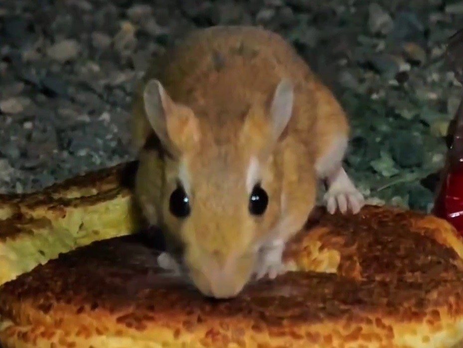 Erzurum’un Uzundere ilçesi Pirinkayalar mevkiinde nesli tükenme tehlikesi altında bulunan