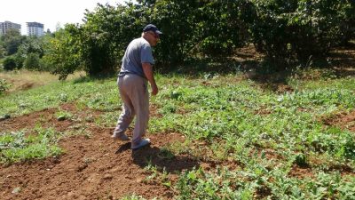 Trabzon’da 15 yıl önce üretimine başlanan ve aroma bakımında oldukça