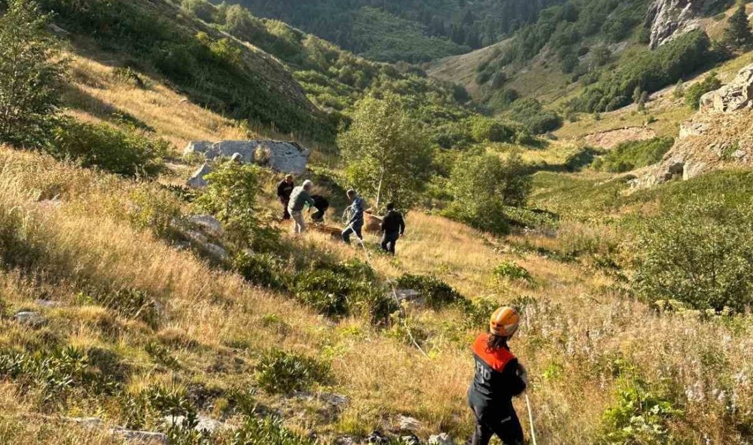 Artvin’in Şavşat ilçesinde merada otlarken yamaçtan düşen bir inek, AFAD