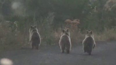 Erzurum’un Şenkaya ilçesinde yola inen ayı ailesi sürücü tarafından cep