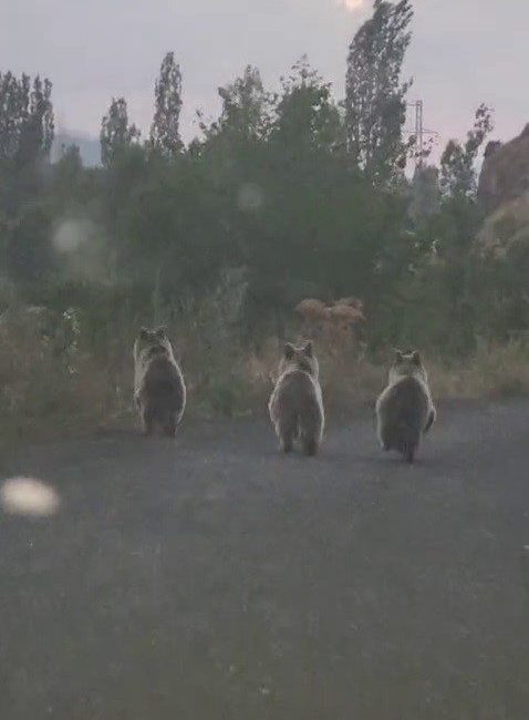 Erzurum’un Şenkaya ilçesinde yola inen ayı ailesi sürücü tarafından cep