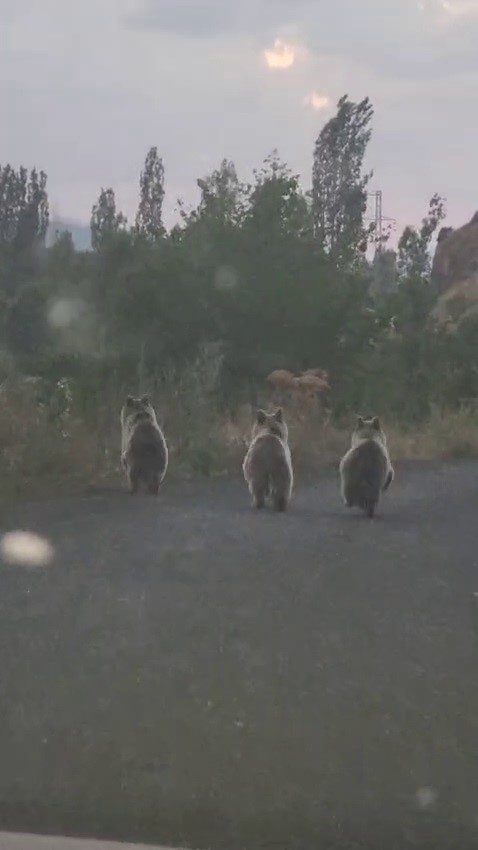 Erzurum’un Şenkaya ilçesinde yola inen ayı ailesi sürücü tarafından cep