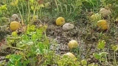 Erzincan’da Sulama Birliğinin su arklarını temizlememesinden kaynaklı tarlasını su basan
