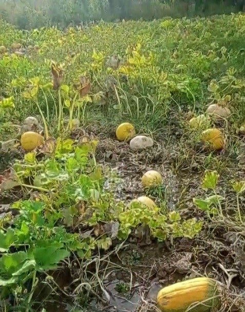 Erzincan’da Sulama Birliğinin su arklarını temizlememesinden kaynaklı tarlasını su basan