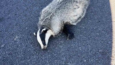 Akyaka’da nesli tükenme tehlikesi altında bulunan porsuk, bir aracın çarpması