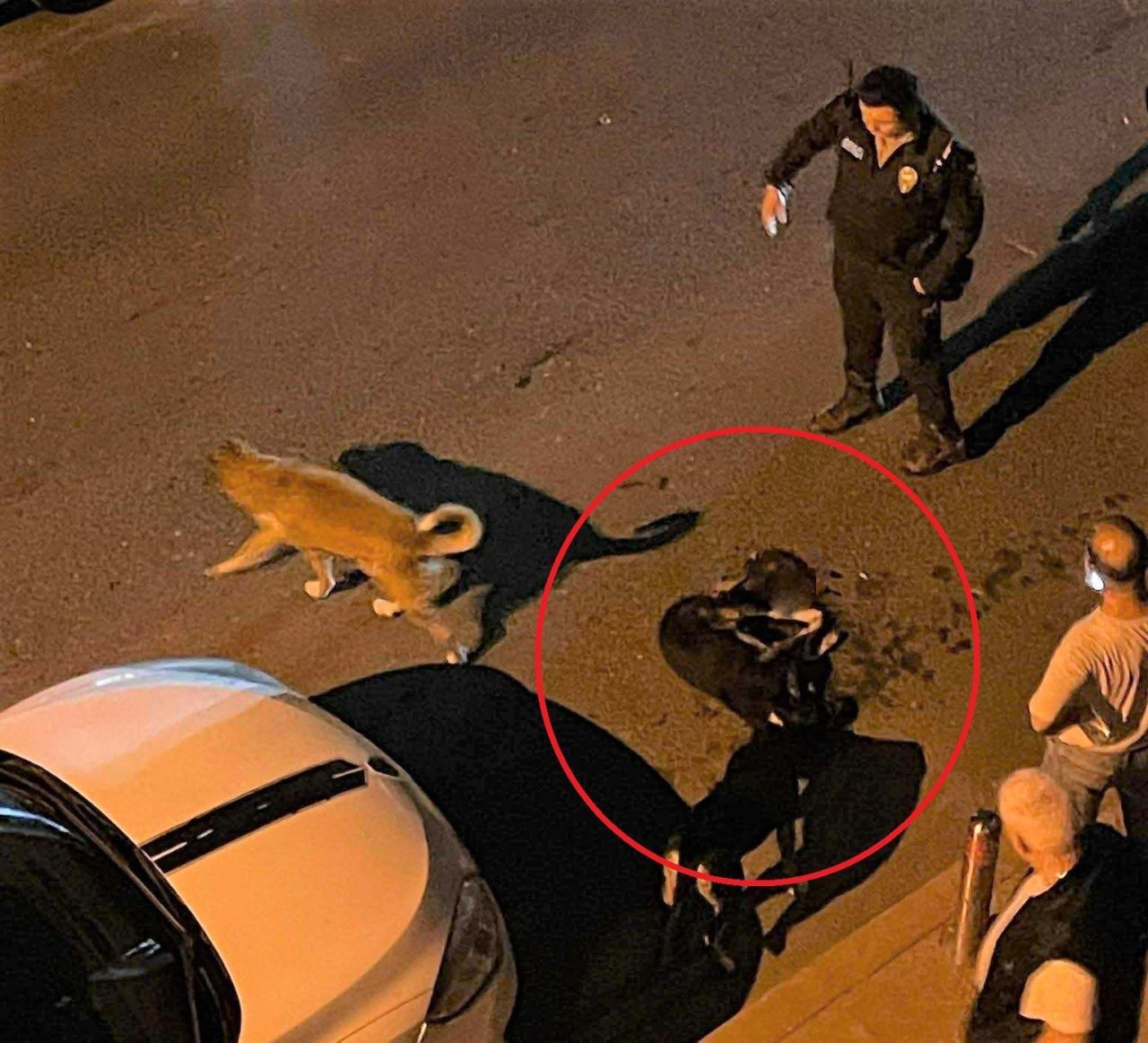 Ordu’nun Altınordu Belediyesi çöp kamyonunun ezdiği sokak köpeği telef oldu.