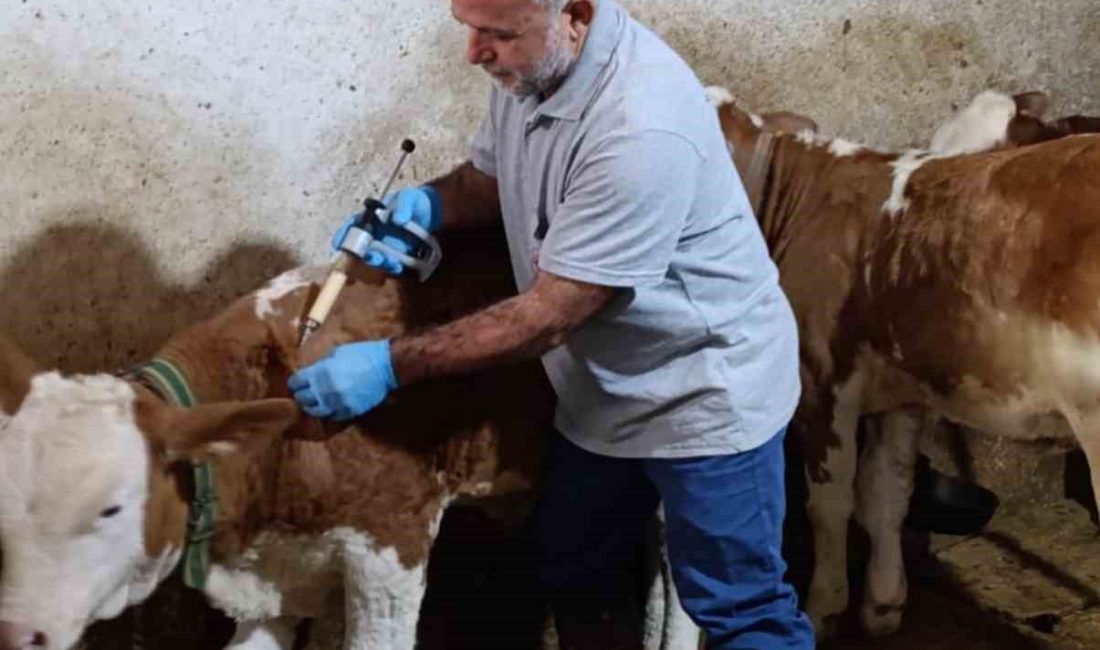 2025 yılı Sonbahar şap aşılama kampanyası kapsamında Bayburt’un Aydıntepe ilçesine