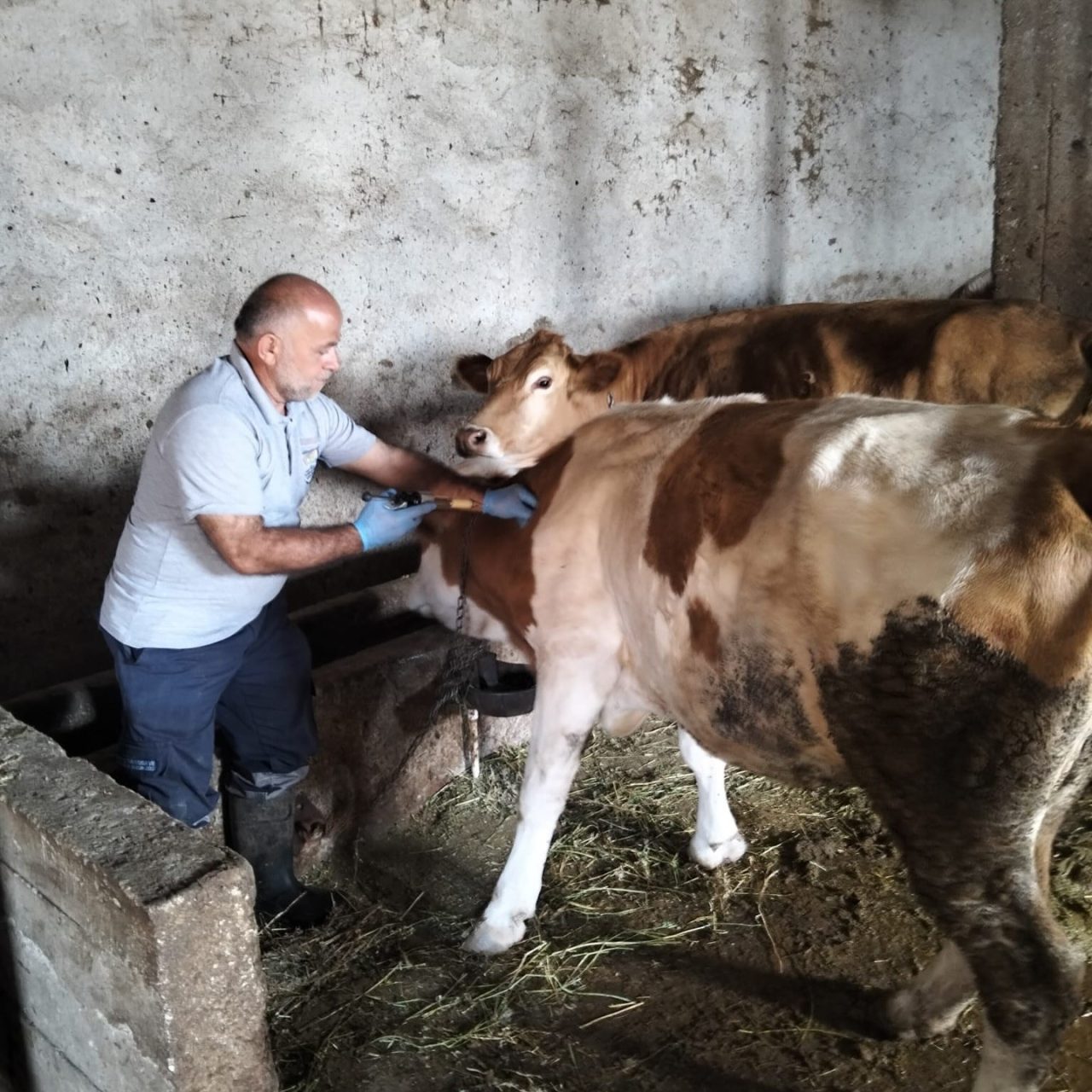 2025 yılı Sonbahar şap aşılama kampanyası kapsamında Bayburt’un Aydıntepe ilçesinin