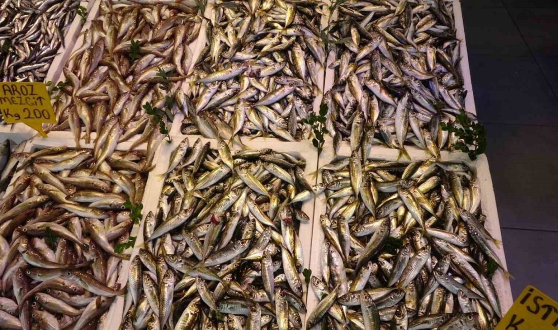 Denizlerde av sezonunu bir hafta önce başlamasına rağmen az miktarda