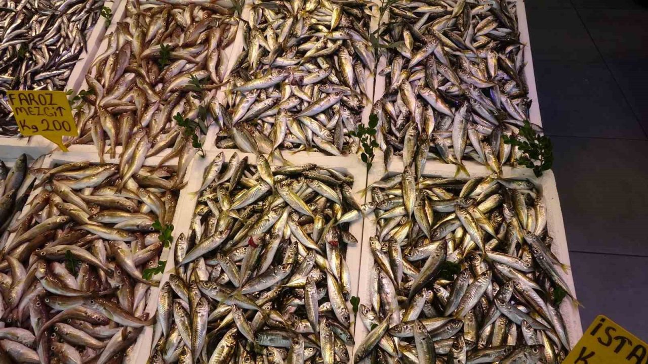 Denizlerde av sezonunu bir hafta önce başlamasına rağmen az miktarda