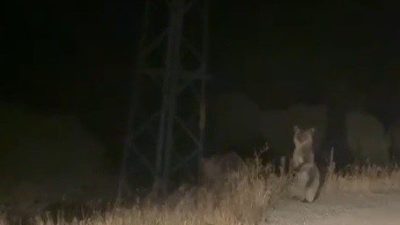 Bayburt’ta araç önüne çıkan anne ve yavru ayı, koşmaktan yorulunca