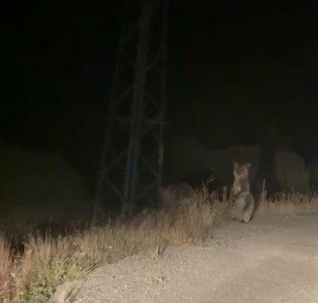 Bayburt’ta araç önüne çıkan anne ve yavru ayı, koşmaktan yorulunca