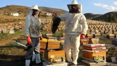 Bayburt’un Aydıntepe ilçesinde arıcılar bal sağımını sürdürüyor. Yüksek rakımda sürdürülen