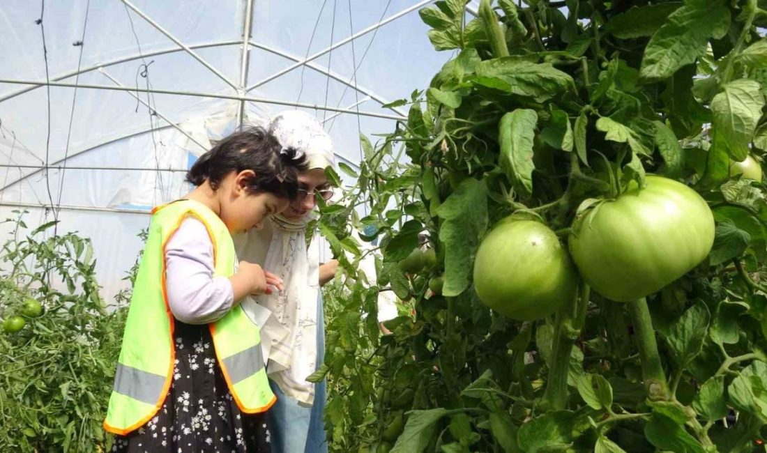 Bayburt’ta lise öğrencilerinin oluşturduğu serada özel eğitim öğrencileri sebze hasadı