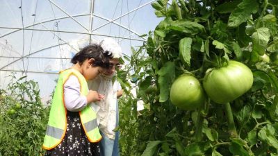 Bayburt’ta lise öğrencilerinin oluşturduğu serada özel eğitim öğrencileri sebze hasadı