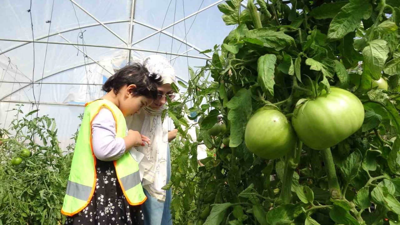Bayburt’ta lise öğrencilerinin oluşturduğu serada özel eğitim öğrencileri sebze hasadı