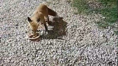 Bayburt’un Kop köyünde alabalık tesisi işleten Fuat Temuçin, 3 aydır