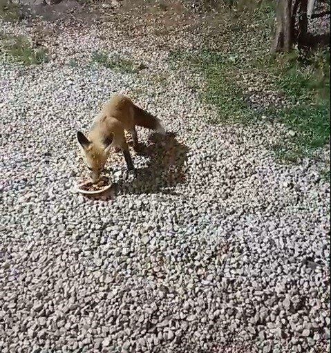 Bayburt’un Kop köyünde alabalık tesisi işleten Fuat Temuçin, 3 aydır