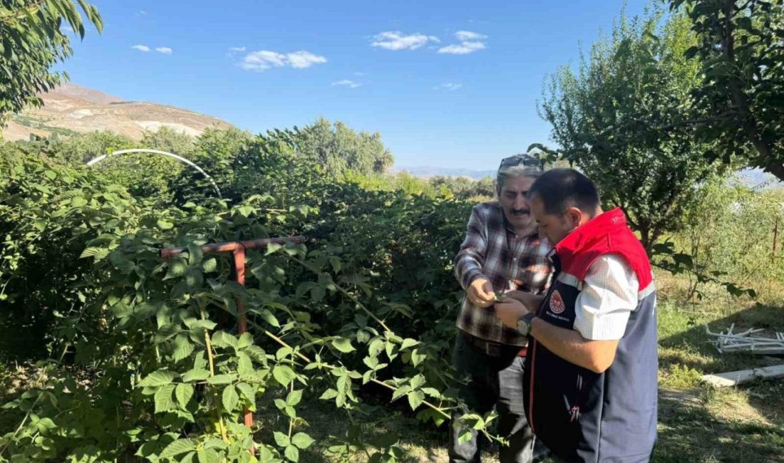 Erzincan İl Tarım ve Orman Müdürü Alper Koçaker, Büyük Çakırman