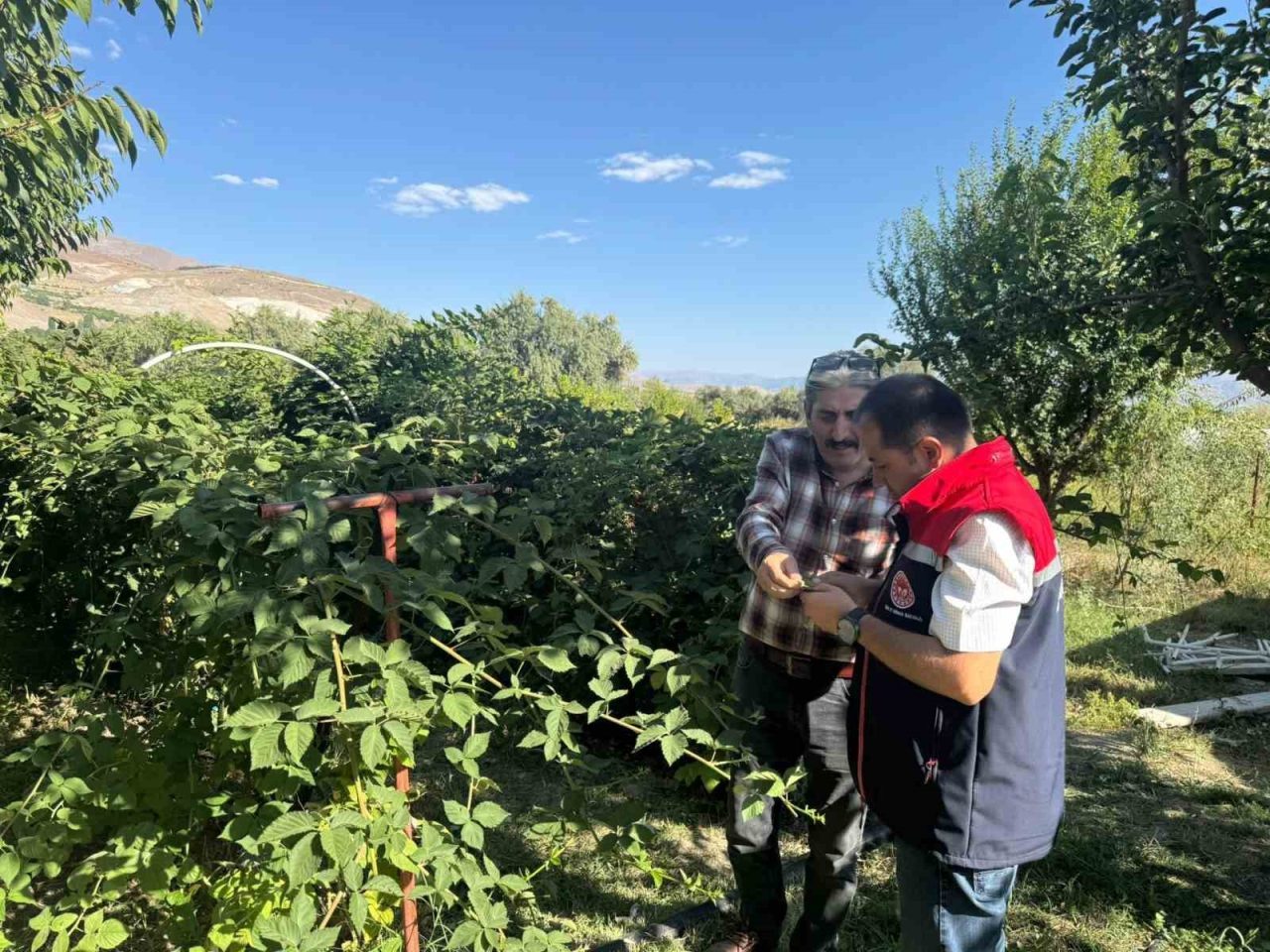 Erzincan İl Tarım ve Orman Müdürü Alper Koçaker, Büyük Çakırman