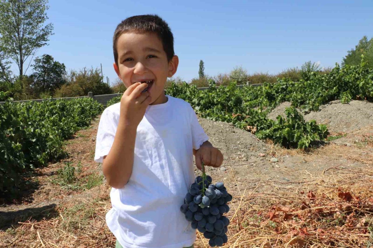 Erzincan’ın eski adıyla Cimin yeni adıyla Üzümlü ilçesinde yetişen ‘Cimin