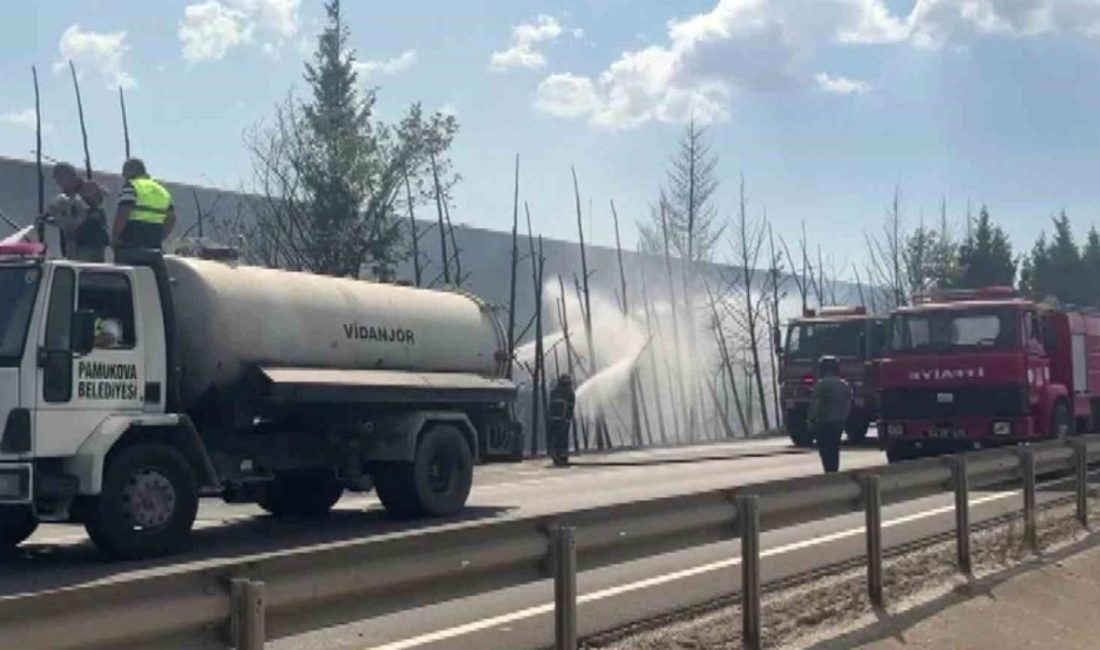 Sakarya’nın Pamukova ilçesi D-650 kara yolunun yanındaki ağaçlar alev topuna