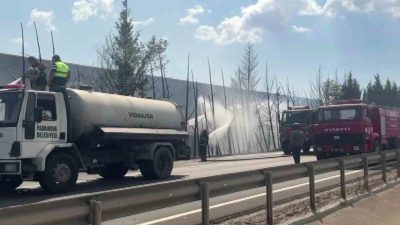 Sakarya’nın Pamukova ilçesi D-650 kara yolunun yanındaki ağaçlar alev topuna