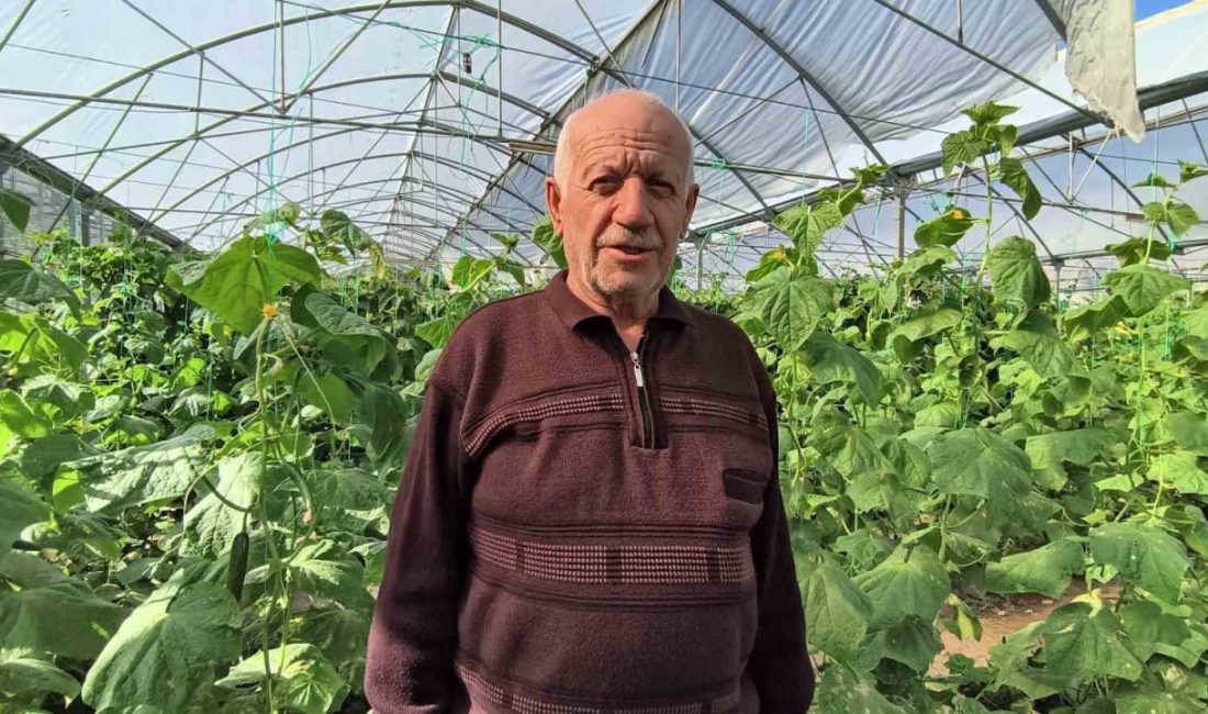 Erzurum’un Uzundere ilçesinde bulunan Doğu Anadolu’nun en büyük serasında yaz-kış