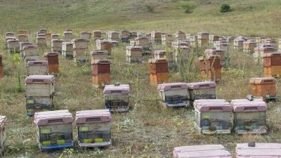 Doğu Karadeniz Bölgesi’nde zengin çiçek florasına rağmen, iklim şartları nedeniyle