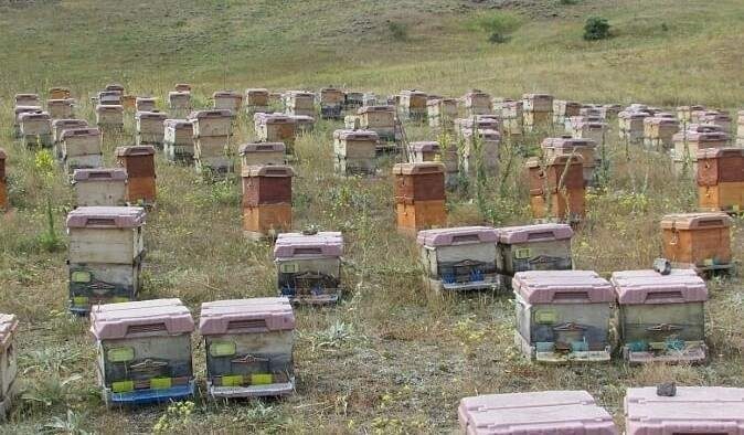 Doğu Karadeniz Bölgesi’nde zengin çiçek florasına rağmen, iklim şartları nedeniyle