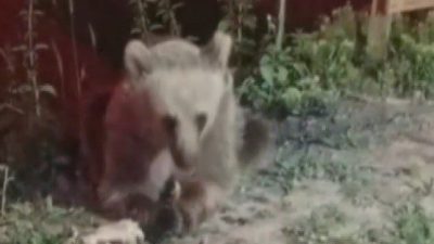 Erzincan’daki Dumanlı Tabiat Parkı’nda piknikçilerin çöpe attığı artıklarla karnını doyuran