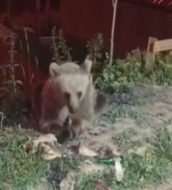 Erzincan’daki Dumanlı Tabiat Parkı’nda piknikçilerin çöpe attığı artıklarla karnını doyuran