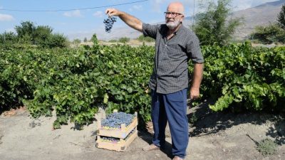 Erzincan’ın Üzümlü ilçesinde yetişen meşhur Cimin üzümünde hasat başladı. Bu