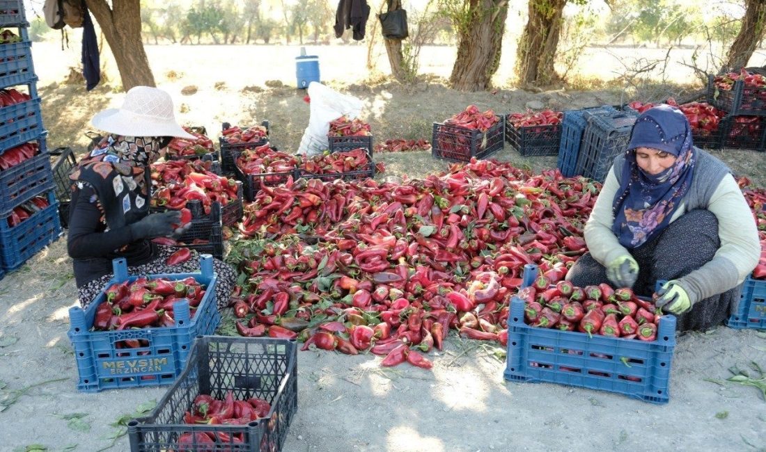 Erzincan’da ziraat mühendisi Muhammed Yusuf Ciminli’nin kurduğu serada 100 tonluk