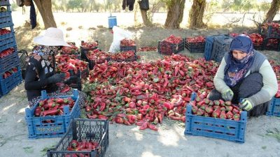 Erzincan’da ziraat mühendisi Muhammed Yusuf Ciminli’nin kurduğu serada 100 tonluk