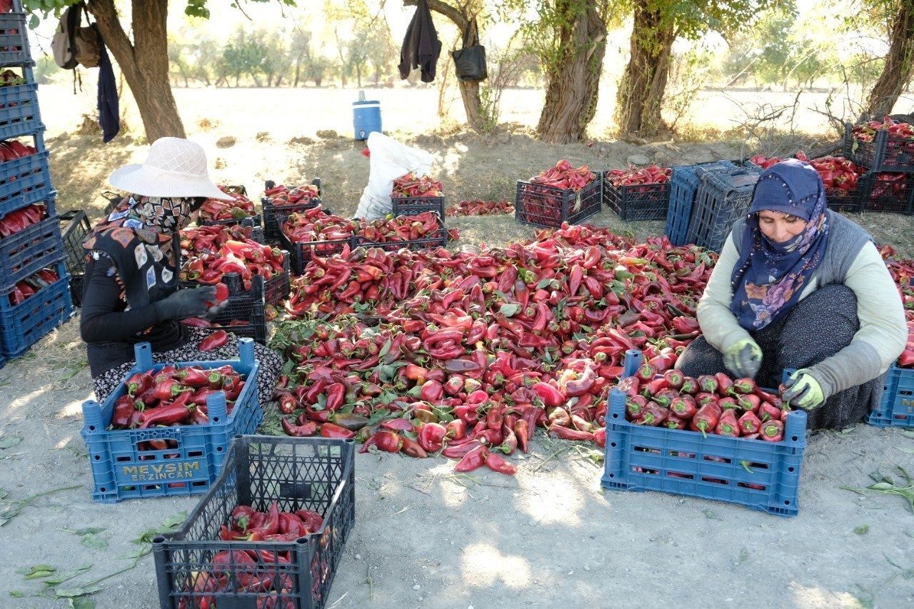 Erzincan’da ziraat mühendisi Muhammed Yusuf Ciminli’nin kurduğu serada 100 tonluk