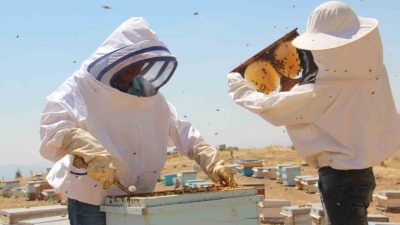 Erzincan’ın Tercan ilçesinde arıcılar bal sağımını sürdürüyor. Yüksek rakımda sürdürülen