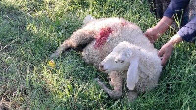 Erzincan’da bahçede otlayan kuzular başıboş sokak köpeklerinin saldırısına uğramaları sonucu