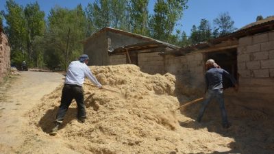 Erzincan’ın Tercan ilçesinde çiftçiler, hayvanlarının kışlık yem ihtiyaçlarını karşılamak için