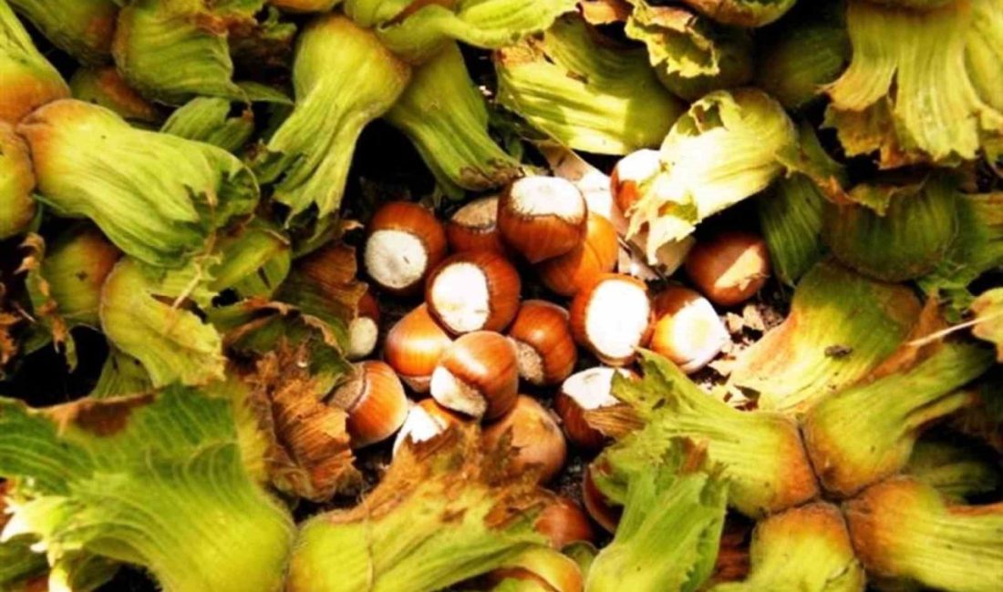 Erzincan’ın Kemah ilçesinde Çulfa çifti ilk kez fındık yetiştirdi. 300