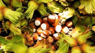 Erzincan’ın Kemah ilçesinde Çulfa çifti ilk kez fındık yetiştirdi. 300