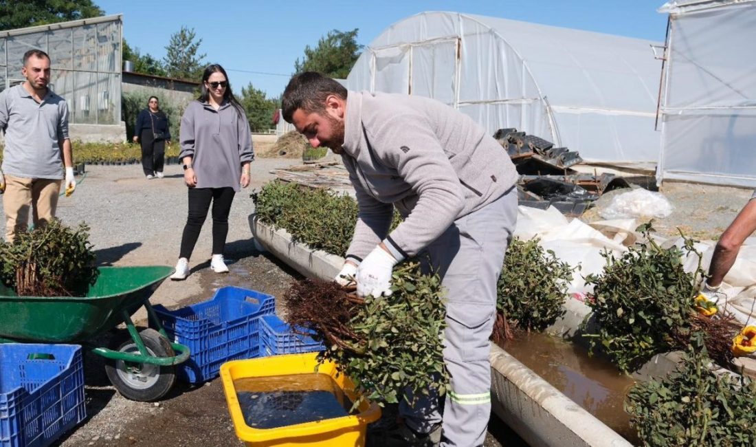 Erzincan Belediyesi Park ve Bahçeler Müdürlüğü ziraat mühendisleri tarafından yürütülen