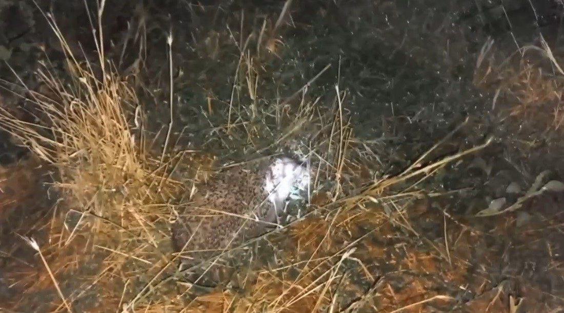 Erzincan’da Samet Polat’ın bahçesinde beslediği civcivlerin kaybolma nedeni şaşırttı. Tilkilerden